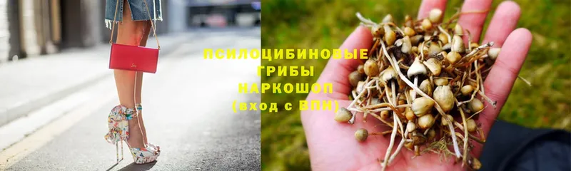 Псилоцибиновые грибы Psilocybe  Лянтор 